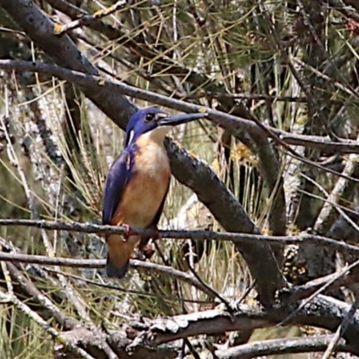 Ceyx azureus (Azure Kingfisher) at Coree, ACT - 11 Sep 2018 by leithallb