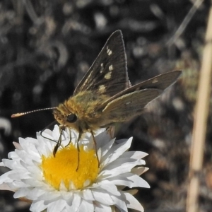 Trapezites luteus at Michelago, NSW - 22 Oct 2018 01:49 PM