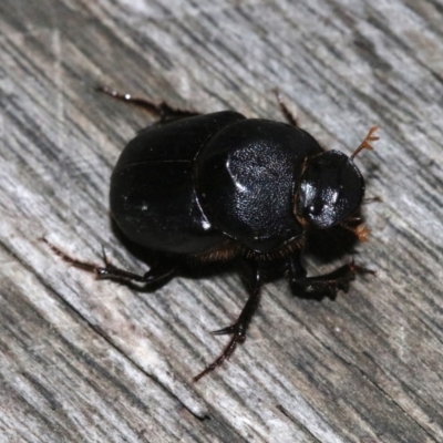 Onthophagus declivis (Declivis dung beetle) at Ainslie, ACT - 20 Oct 2018 by jb2602