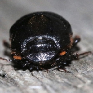 Onthophagus declivis at Ainslie, ACT - 20 Oct 2018