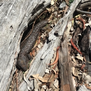 Tiliqua rugosa at Ainslie, ACT - 21 Oct 2018 10:51 AM