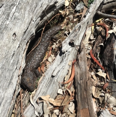 Tiliqua rugosa (Shingleback Lizard) at Mount Ainslie - 20 Oct 2018 by simonstratford