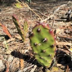 Opuntia sp. (Prickly Pear) at Mount Ainslie - 20 Oct 2018 by simonstratford
