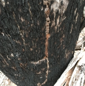 Papyrius nitidus at Hackett, ACT - suppressed