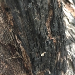 Papyrius nitidus at Hackett, ACT - suppressed