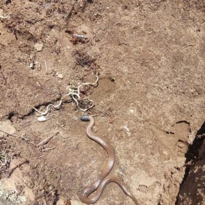 Parasuta dwyeri (Dwyer's Black-headed Snake) at Royalla, NSW - 22 Oct 2018 by samreid007