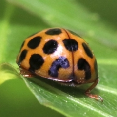 Harmonia conformis (Common Spotted Ladybird) at Ainslie, ACT - 21 Oct 2018 by jb2602