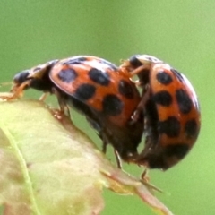 Harmonia conformis at Ainslie, ACT - 21 Oct 2018 12:18 PM