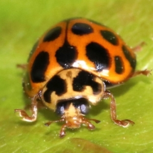 Harmonia conformis at Ainslie, ACT - 21 Oct 2018 12:18 PM