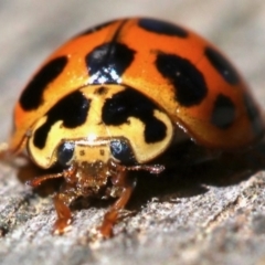 Harmonia conformis at Ainslie, ACT - 21 Oct 2018 12:18 PM