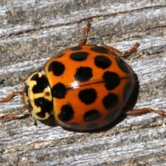 Harmonia conformis at Ainslie, ACT - 21 Oct 2018