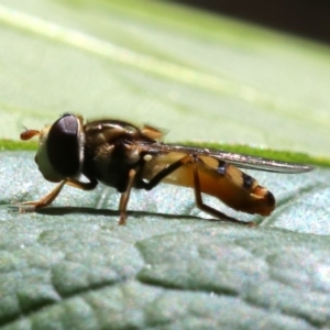 Simosyrphus grandicornis at Ainslie, ACT - 21 Oct 2018 09:19 AM