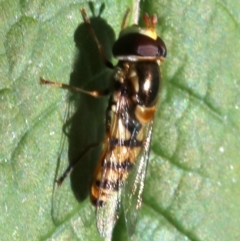 Simosyrphus grandicornis at Ainslie, ACT - 21 Oct 2018 09:19 AM