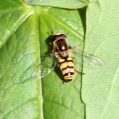 Simosyrphus grandicornis at Ainslie, ACT - 21 Oct 2018 09:19 AM