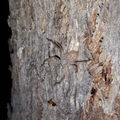 Isopeda sp. (genus) (Huntsman Spider) at Symonston, ACT - 22 Oct 2018 by Mike