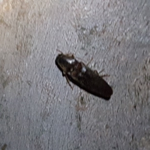 Monocrepidius (genus) at Jerrabomberra, ACT - 22 Oct 2018 08:12 PM