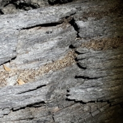 Papyrius nitidus (Shining Coconut Ant) at Jerrabomberra, ACT - 22 Oct 2018 by Mike