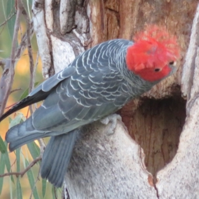 Callocephalon fimbriatum (Gang-gang Cockatoo) at Federal Golf Course - 22 Oct 2018 by RobParnell