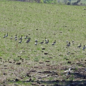 Chenonetta jubata at Paddys River, ACT - 22 Oct 2018 11:33 AM