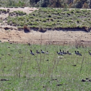 Chenonetta jubata at Paddys River, ACT - 22 Oct 2018 11:33 AM