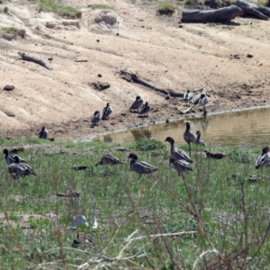 Chenonetta jubata at Paddys River, ACT - 22 Oct 2018 11:33 AM