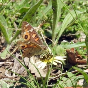 Junonia villida at Tennent, ACT - 22 Oct 2018