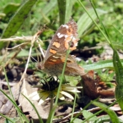 Junonia villida at Tennent, ACT - 22 Oct 2018 11:53 AM