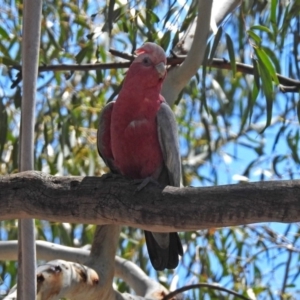 Eolophus roseicapilla at Tennent, ACT - 22 Oct 2018 01:22 PM