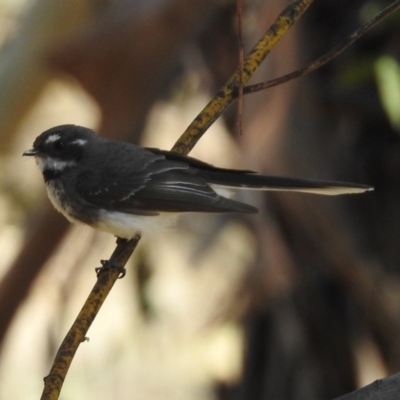 Rhipidura albiscapa (Grey Fantail) at Tennent, ACT - 22 Oct 2018 by RodDeb