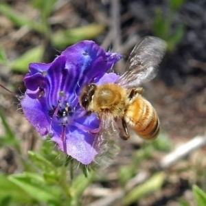 Apis mellifera at Tennent, ACT - 22 Oct 2018