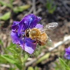 Apis mellifera at Tennent, ACT - 22 Oct 2018 12:24 PM