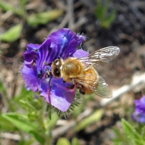 Apis mellifera at Tennent, ACT - 22 Oct 2018