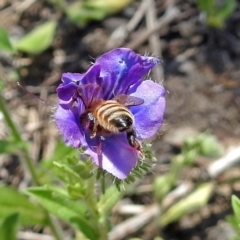 Apis mellifera at Tennent, ACT - 22 Oct 2018 12:24 PM