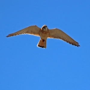 Falco cenchroides at Tennent, ACT - 22 Oct 2018 01:14 PM