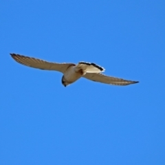 Falco cenchroides at Tennent, ACT - 22 Oct 2018 01:14 PM