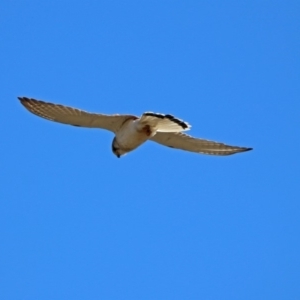 Falco cenchroides at Tennent, ACT - 22 Oct 2018