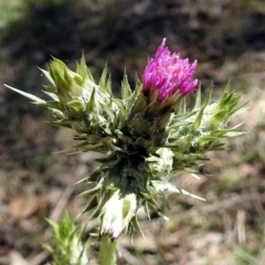 Carduus tenuiflorus (Winged Slender Thistle) at Tennent, ACT - 22 Oct 2018 by RodDeb