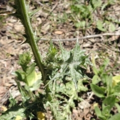 Carduus tenuiflorus at Tennent, ACT - 22 Oct 2018 12:27 PM