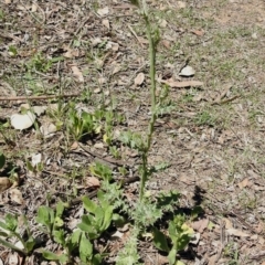 Carduus tenuiflorus at Tennent, ACT - 22 Oct 2018