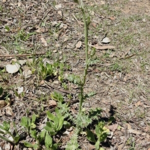 Carduus tenuiflorus at Tennent, ACT - 22 Oct 2018 12:27 PM