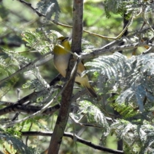 Zosterops lateralis at Tennent, ACT - 22 Oct 2018