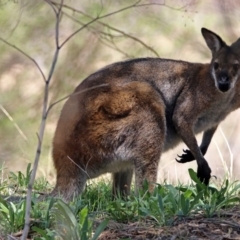 Notamacropus rufogriseus (Red-necked Wallaby) at Tennent, ACT - 22 Oct 2018 by RodDeb