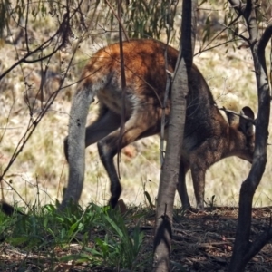 Notamacropus rufogriseus at Tennent, ACT - 22 Oct 2018