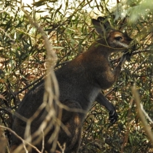 Notamacropus rufogriseus at Tennent, ACT - 22 Oct 2018