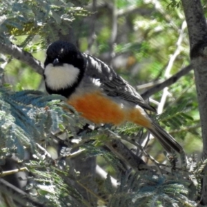 Pachycephala rufiventris at Tennent, ACT - 22 Oct 2018