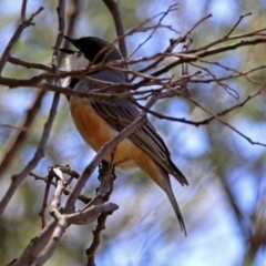 Pachycephala rufiventris at Tennent, ACT - 22 Oct 2018