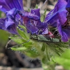 Phytoecia coerulescens at Tennent, ACT - 22 Oct 2018 12:26 PM