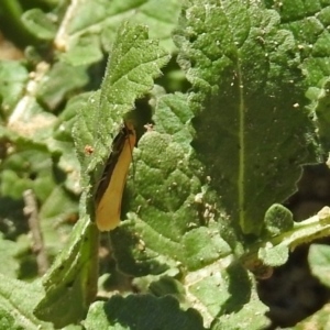 Philobota protecta at Tennent, ACT - 22 Oct 2018