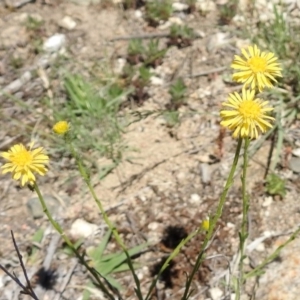 Calotis lappulacea at Tennent, ACT - 22 Oct 2018