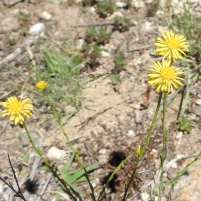 Calotis lappulacea (Yellow Burr Daisy) at Tennent, ACT - 22 Oct 2018 by RodDeb